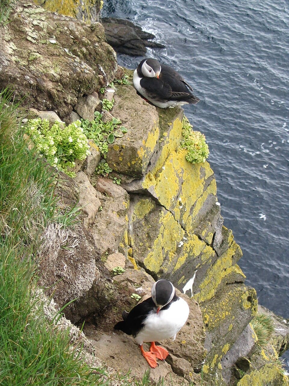 Looking steeply down over the lichen-covered edge of the Látrabjarg cliff at two puffins on ledges, with the sea directly below