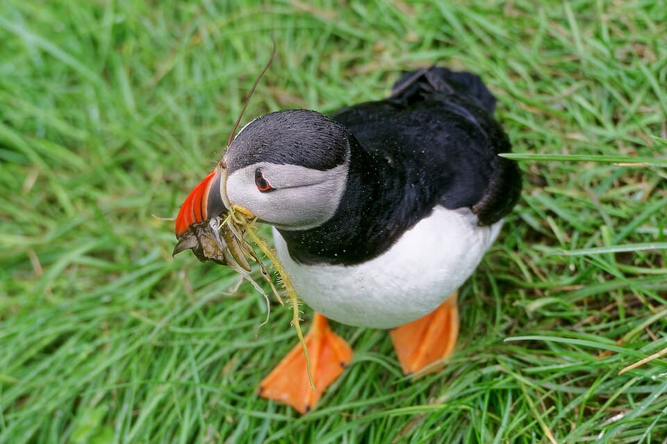 An Atlantic puffin on grass with a beakful of dry grass stems, carrying nesting material