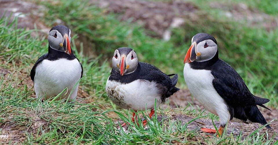 Three Atlantic puffins standing on wet grass in light rain, Borgarfjörður eystri