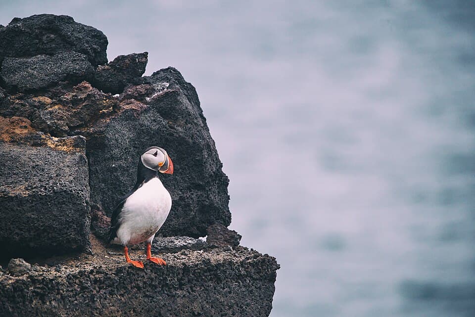 A single Atlantic puffin standing on dark volcanic rock above the sea in Vestmannaeyjar