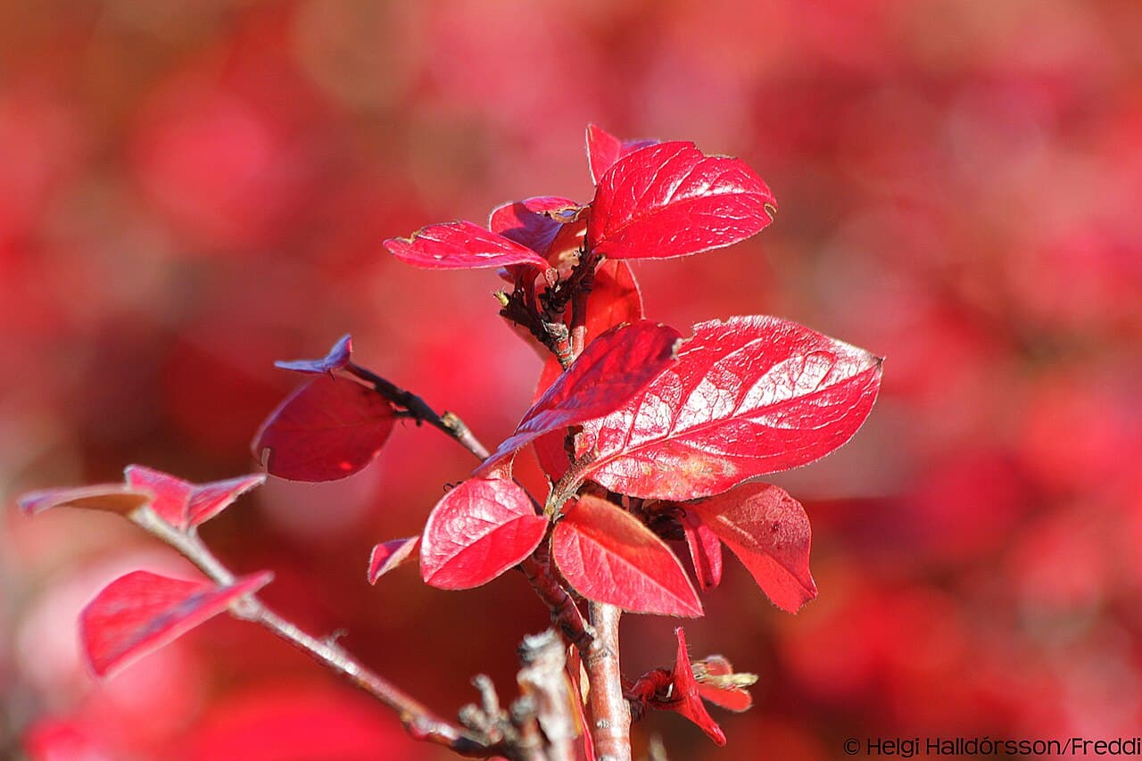 Autumn colours coming to the Icelandic landscape, low shrubs turning red and gold