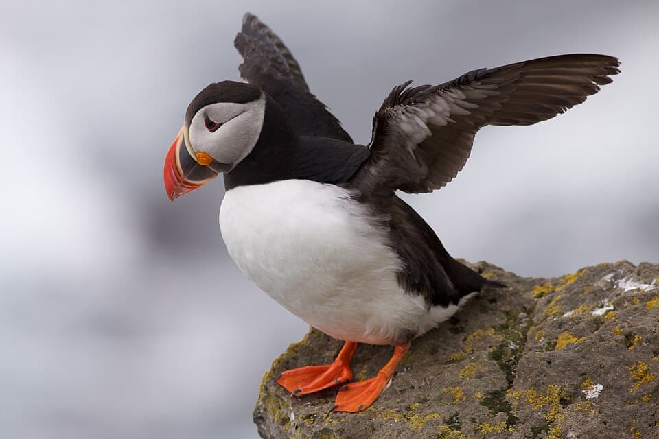 An Atlantic puffin standing on a lichen-covered rock at Látrabjarg with its wings spread, sea mist behind it